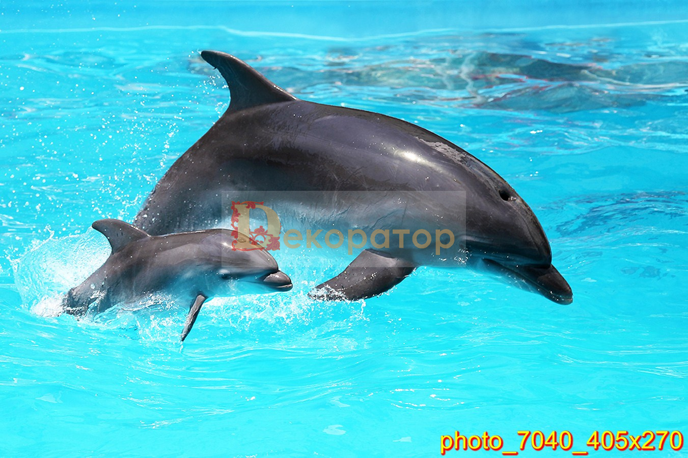 Белобокий Дельфин арт